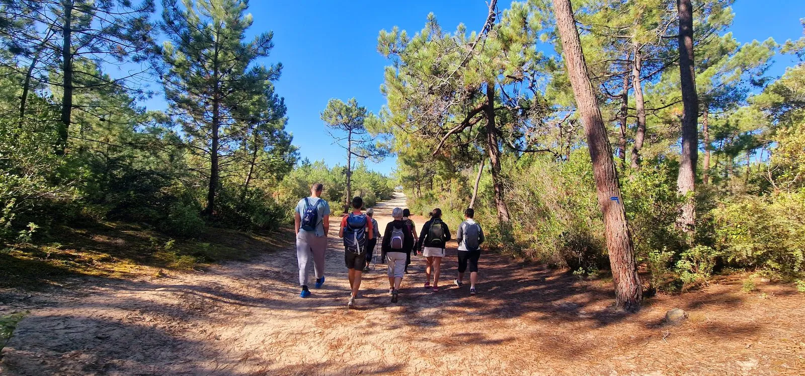Groupe de randonneurs dans une forêt de pins vers l'océan